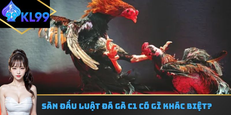 Sàn đấu luật đá gà C1 có gì khác biệt?