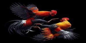 đá gà trên mạng